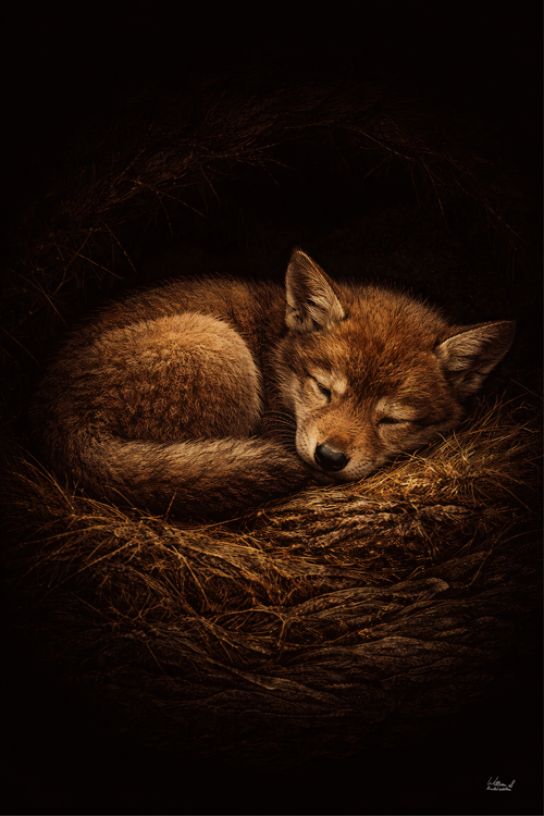 Example Wildlife Art 9